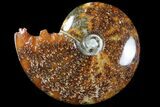 Polished, Agatized Ammonite (Cleoniceras) - Madagascar #94280-1
